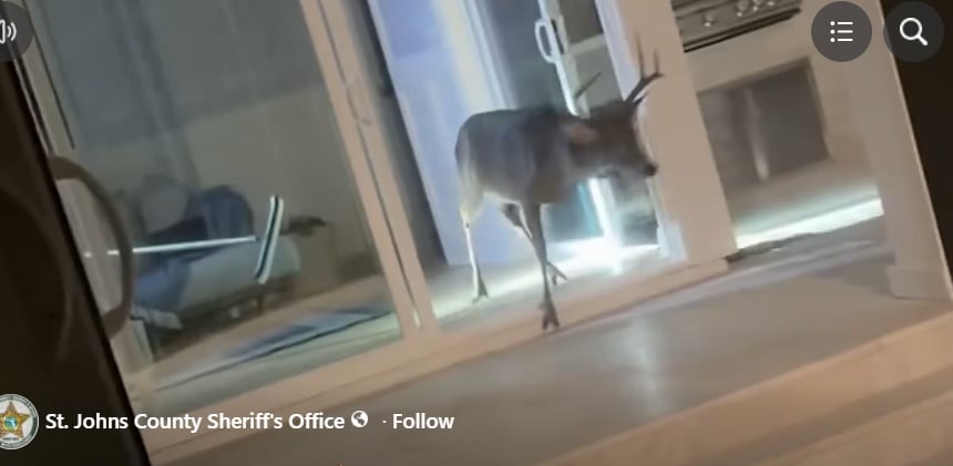 Deer Trapped Inside St. Johns County Home